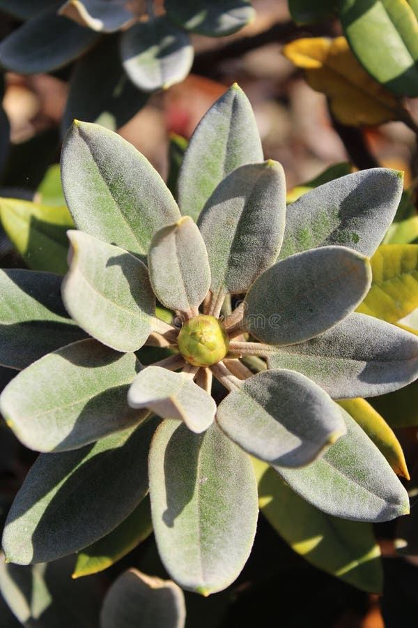 Stängning av växande myrsinitväxter för euphorbia royaltyfri bild