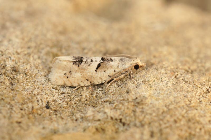 Stängning på den lilla halvklocka som tortrix leafroll moth epinotia bilunana som sitter på en sten royaltyfri foto