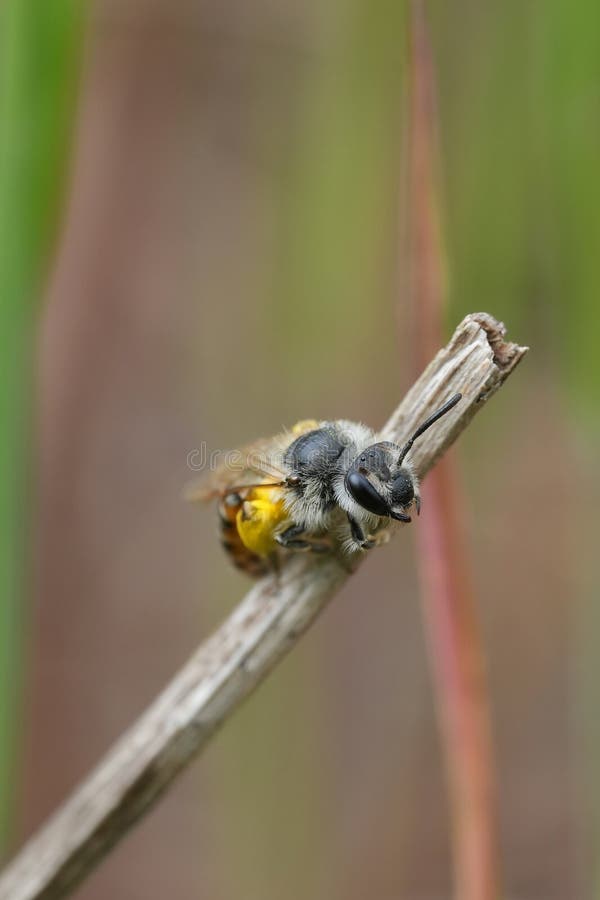 Stängning på söt liten hona Redbellied miner-bin Andrena ventralis lastad med gul pollen på ett torkat stjälk arkivfoto