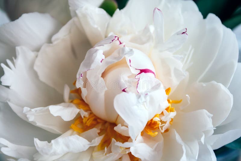 Stängningsvy för en lush vit peony i en mjuk, behaglig ton Den vackra blomman som gåva till semestern Bouquet royaltyfri foto Stängningsvy för en lush vit peony i en mjuk, behaglig ton Den vackra blomman som gåva till semestern Bouquet royaltyfri foto