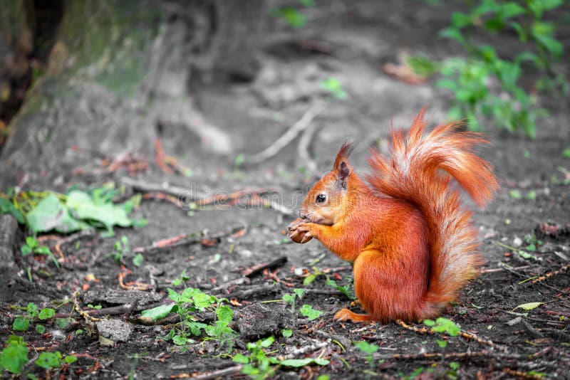 Stängningsvy för röd bläckfisk. Sciurus vulgaris. Söt röd ekorre som äter en valnöt i parken. stängningsvy