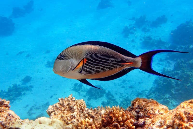Stängningsyta av en solfångare av korallfisk acanthurus sohal royaltyfri fotografi
