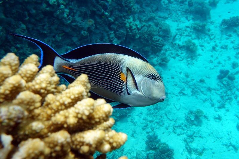 Stängningsyta av en solfångare av korallfisk acanthurus sohal arkivfoto
