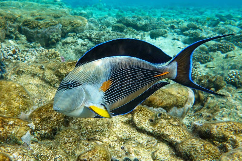 Stängningsyta av en solfångare av korallfisk acanthurus sohal royaltyfri fotografi