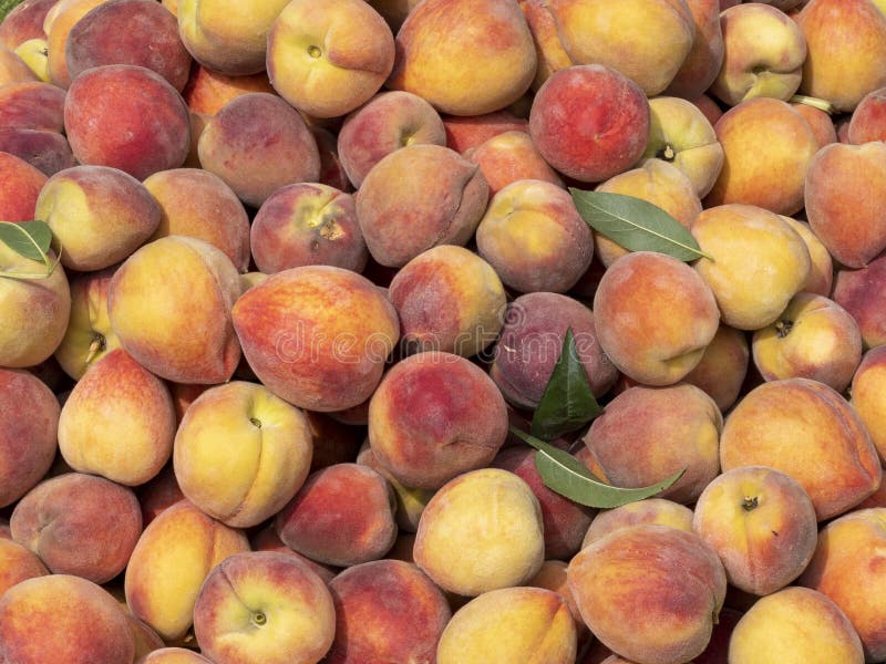Stängskott av färska persikor royaltyfri bild
