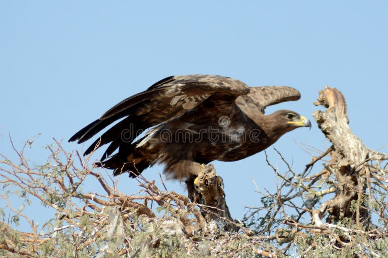 Stäppen Eagle Taking av JORBEER-ROVFÅGEL PARKERAR RAJASTHAN royaltyfria foton Stäppen Eagle Taking av JORBEER-ROVFÅGEL PARKERAR RAJASTHAN royaltyfria foton