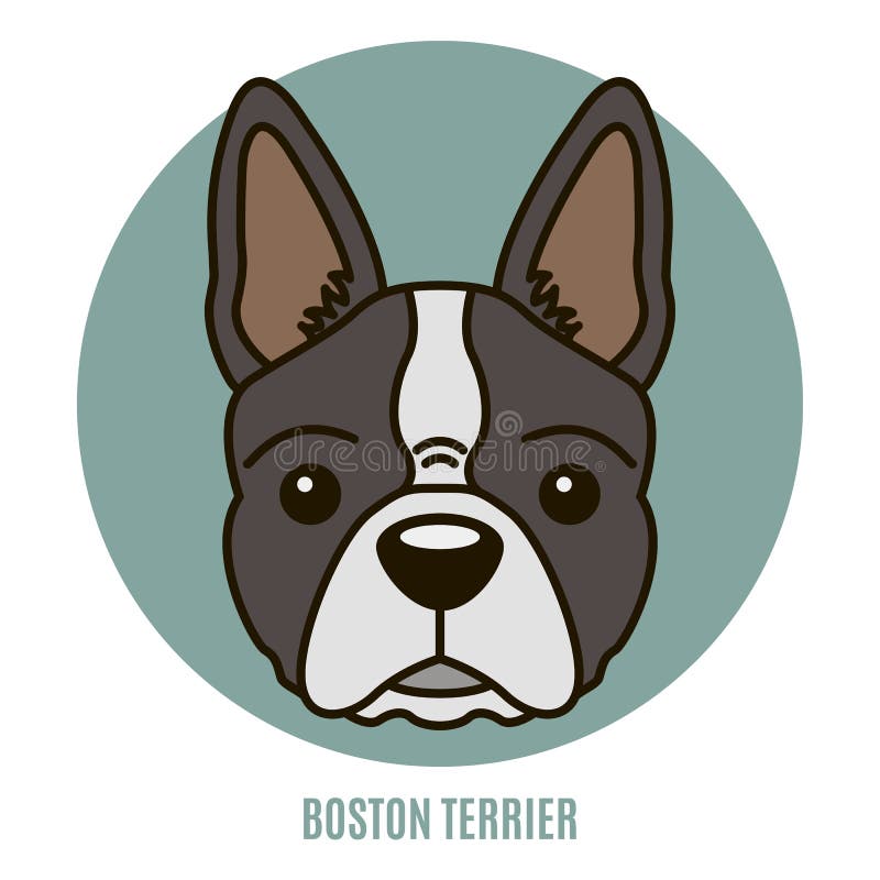 Stående av Boston Terrier också vektor för coreldrawillustration stock illustrationer Stående av Boston Terrier också vektor för coreldrawillustration stock illustrationer