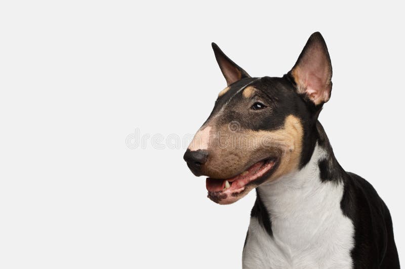 Stående av bull terrier på isolerad vit bakgrund arkivbild Stående av bull terrier på isolerad vit bakgrund arkivbild
