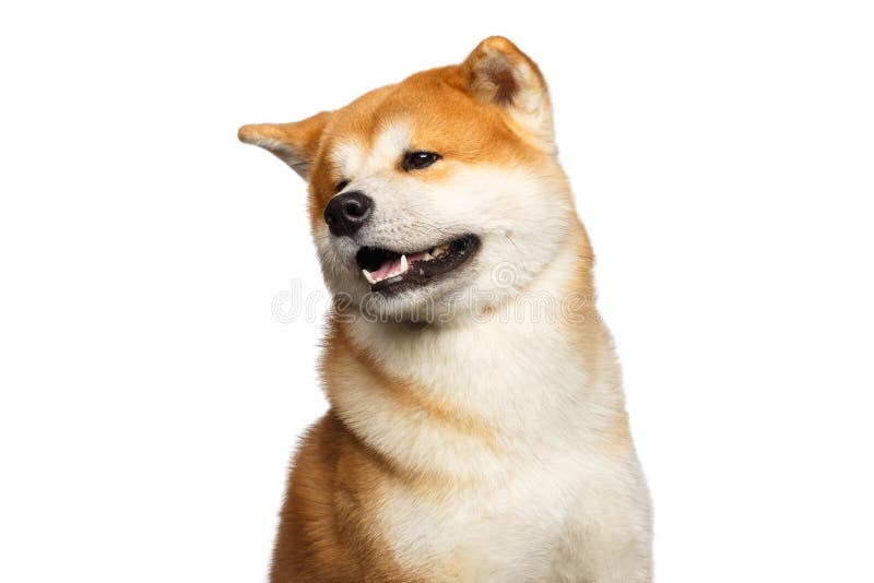 Stående av den Akita Inu hunden arkivbilder Stående av den Akita Inu hunden arkivbilder