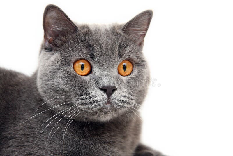 Stående av den blåa brittiska katten med stora orange ögon på vit bakgrund arkivbild Stående av den blåa brittiska katten med stora orange ögon på vit bakgrund arkivbild