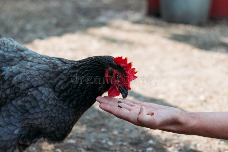 Stående av den bruna inhemska hönan med det röda vapnet på huvudet Fegt höns producera naturliga köttägg fågelunge som växer i ku royaltyfria bilder Stående av den bruna inhemska hönan med det röda vapnet på huvudet Fegt höns producera naturliga köttägg fågelunge som växer i ku royaltyfria bilder