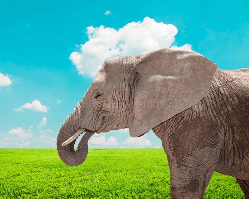 Stående av den enorma afrikanska elefanten i natur fotografering för bildbyråer Stående av den enorma afrikanska elefanten i natur fotografering för bildbyråer