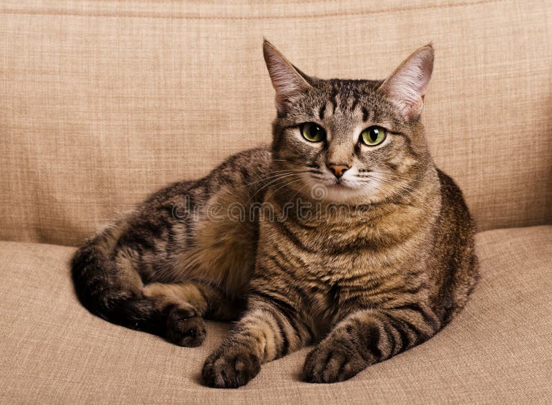 Stående av den grönögda katten royaltyfri fotografi Stående av den grönögda katten royaltyfri fotografi