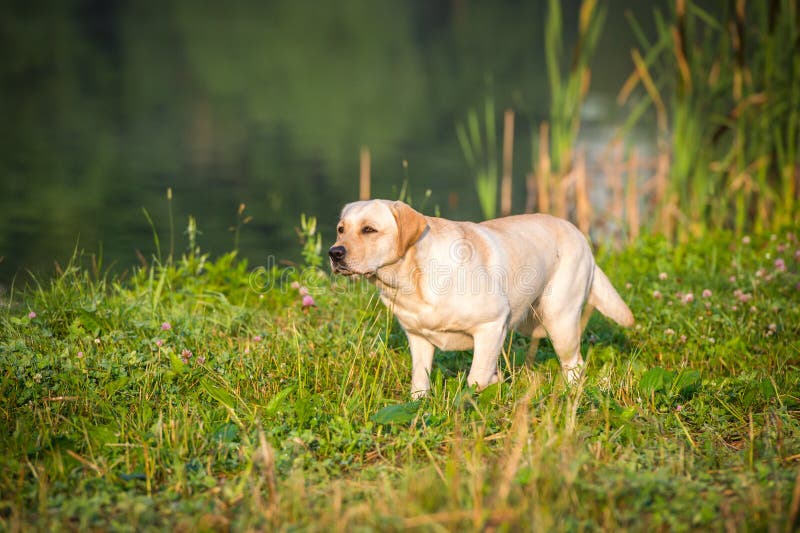 Stående av den guld- labradoren arkivfoton Stående av den guld- labradoren arkivfoton
