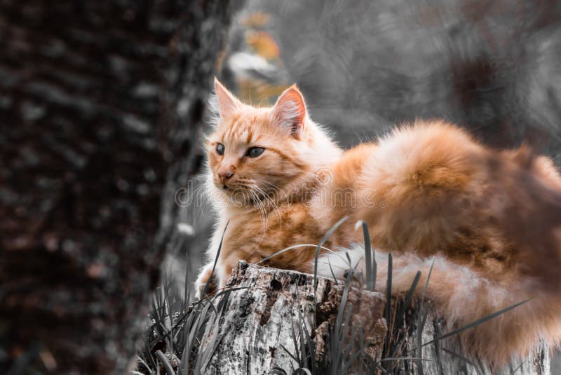 Stående av den gulliga lilla orange katten som utomhus ligger på trädstammen i selektiv färg som är svartvit i suddig bakgrund arkivbild Stående av den gulliga lilla orange katten som utomhus ligger på trädstammen i selektiv färg som är svartvit i suddig bakgrund arkivbild