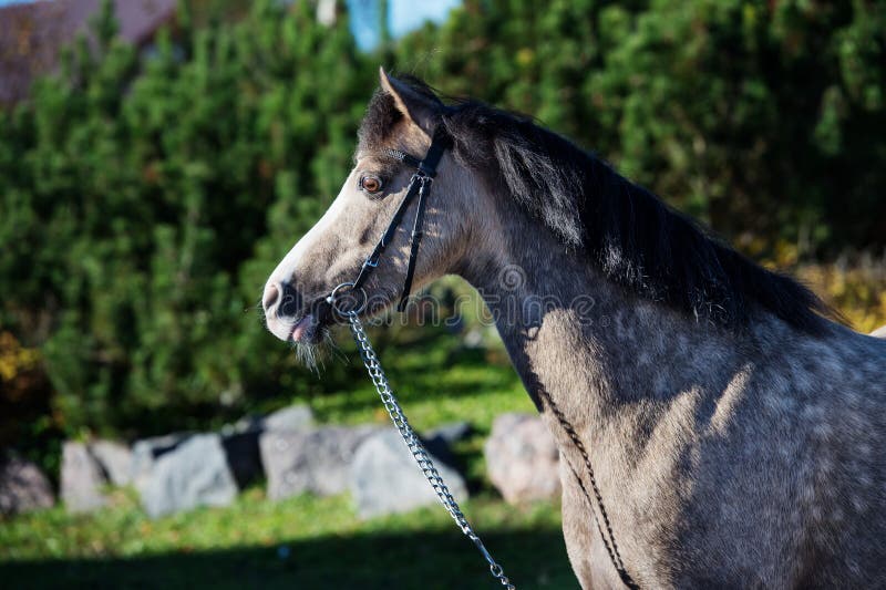 Stående av den härliga hjortläderwelsh ponnyn som poserar i trevligt ställe arkivbild Stående av den härliga hjortläderwelsh ponnyn som poserar i trevligt ställe arkivbild