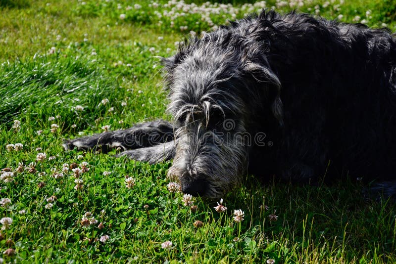 Stående av den härliga hunden för irländsk varghund som poserar i trädgården ligga för hundgräs royaltyfri fotografi Stående av den härliga hunden för irländsk varghund som poserar i trädgården ligga för hundgräs royaltyfri fotografi