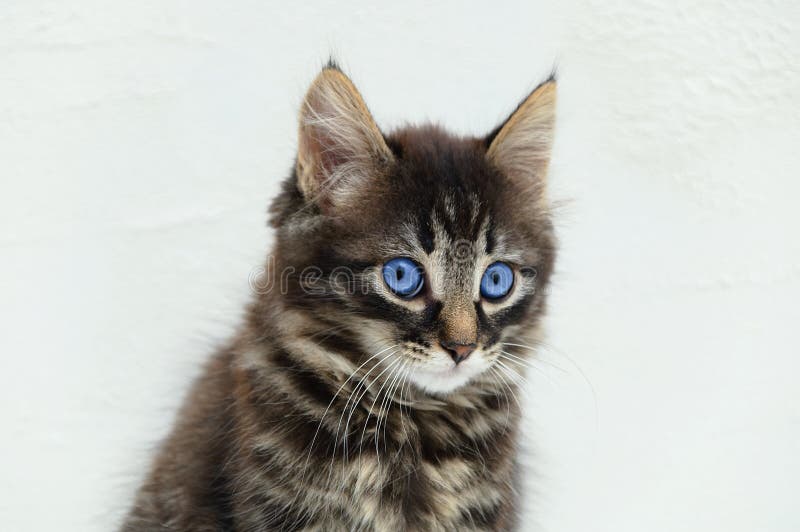 Stående av den lilla kattungen med blåa ögon N?rbild Vit bakgrund royaltyfria bilder Stående av den lilla kattungen med blåa ögon N?rbild Vit bakgrund royaltyfria bilder
