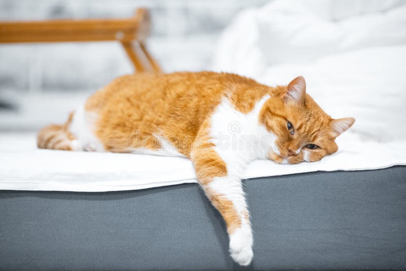 Stående av den röda vita lata katten som ligger på säng fotografering för bildbyråer Stående av den röda vita lata katten som ligger på säng fotografering för bildbyråer