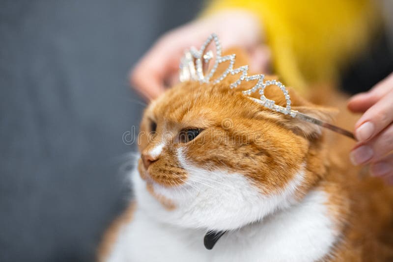 Stående av den röda vita norska hem- katten med prinsessakronan på huvudet fotografering för bildbyråer Stående av den röda vita norska hem- katten med prinsessakronan på huvudet fotografering för bildbyråer