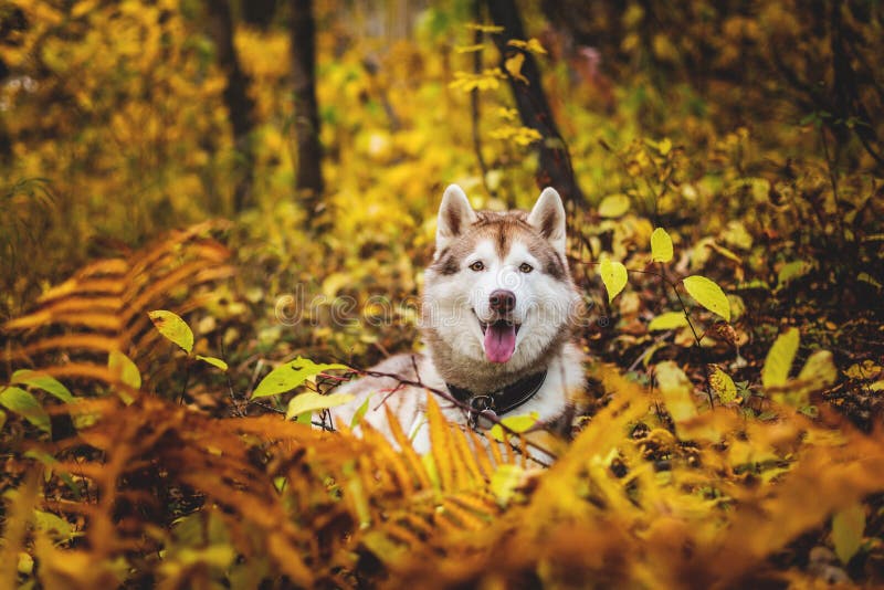 Stående av den siberian skrovliga hunden som ligger i den ljusa nedgångskogen på solnedgången royaltyfria bilder Stående av den siberian skrovliga hunden som ligger i den ljusa nedgångskogen på solnedgången royaltyfria bilder