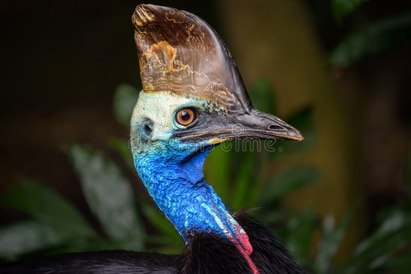 Portrait of Southern cassowary Casuarius casuarius. Cassowary is a ratite and therefore related to ostrich, emu, Rhea and Kiwi. Portrait of Southern cassowary Casuarius casuarius. Cassowary is a ratite and therefore related to ostrich, emu, Rhea and Kiwi.