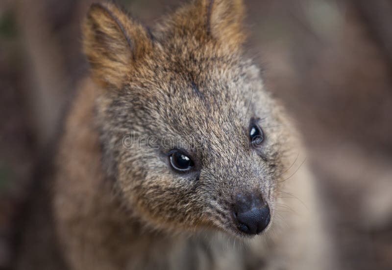 Stående av den unga gulliga australiska känguruvallabyen selektiv fokus p? n?san arkivbild Stående av den unga gulliga australiska känguruvallabyen selektiv fokus p? n?san arkivbild