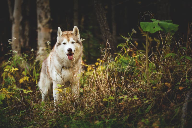 Stående av det ursnygga Siberian skrovliga hundanseendet i den ljusa förtrollande nedgångskogen arkivfoton Stående av det ursnygga Siberian skrovliga hundanseendet i den ljusa förtrollande nedgångskogen arkivfoton