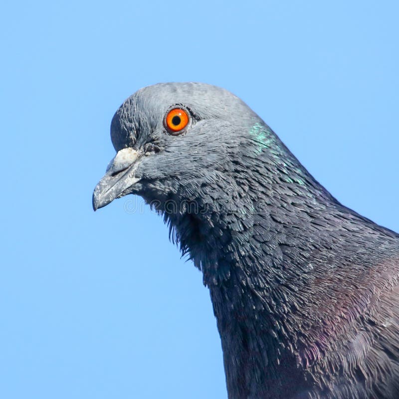 Stående av en duva mot den blåa himlen arkivbild Stående av en duva mot den blåa himlen arkivbild