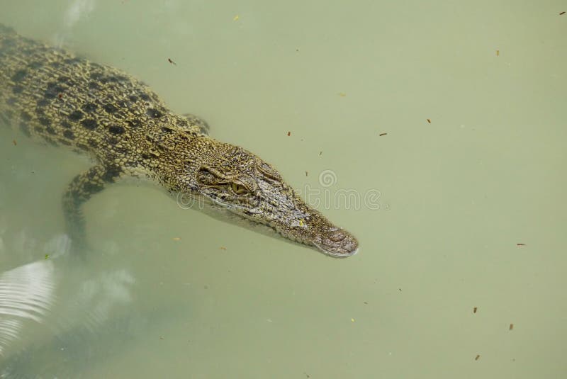 Stående av en Estuarine krokodil arkivbild Stående av en Estuarine krokodil arkivbild
