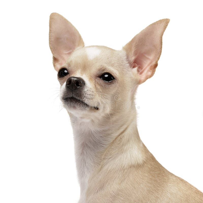 Stående av en förtjusande Chihuahua arkivbild