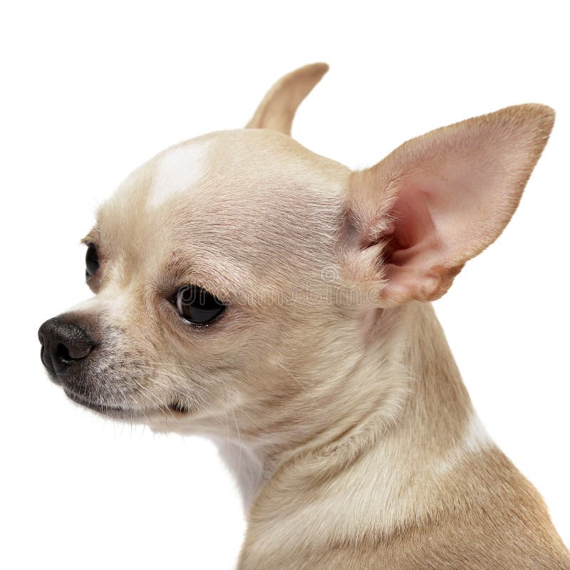 Stående av en förtjusande Chihuahua arkivbilder