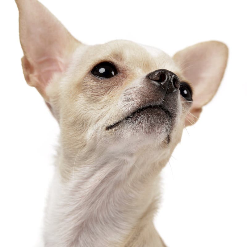 Stående av en förtjusande Chihuahua arkivbild