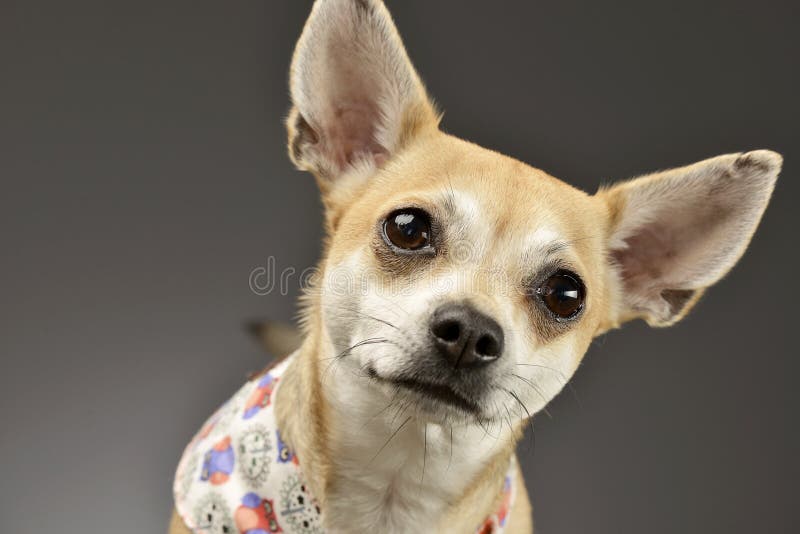 Stående av en förtjusande Chihuahua arkivfoto