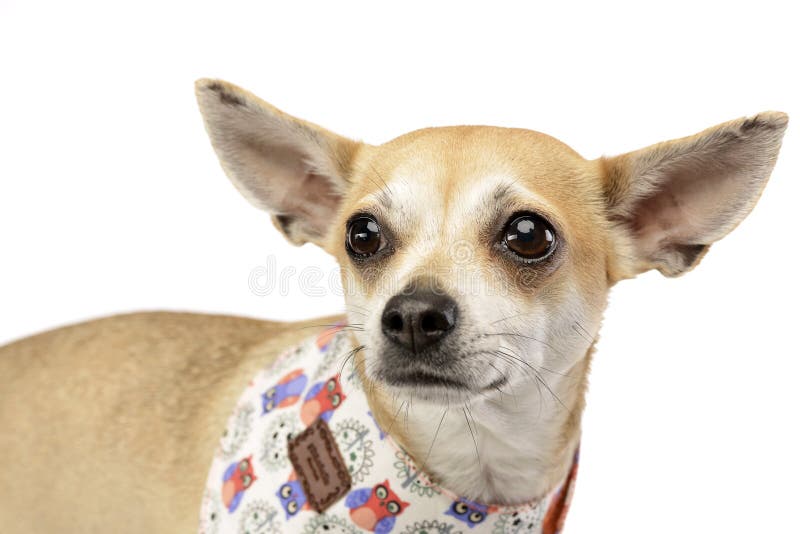 Stående av en förtjusande Chihuahua arkivfoton