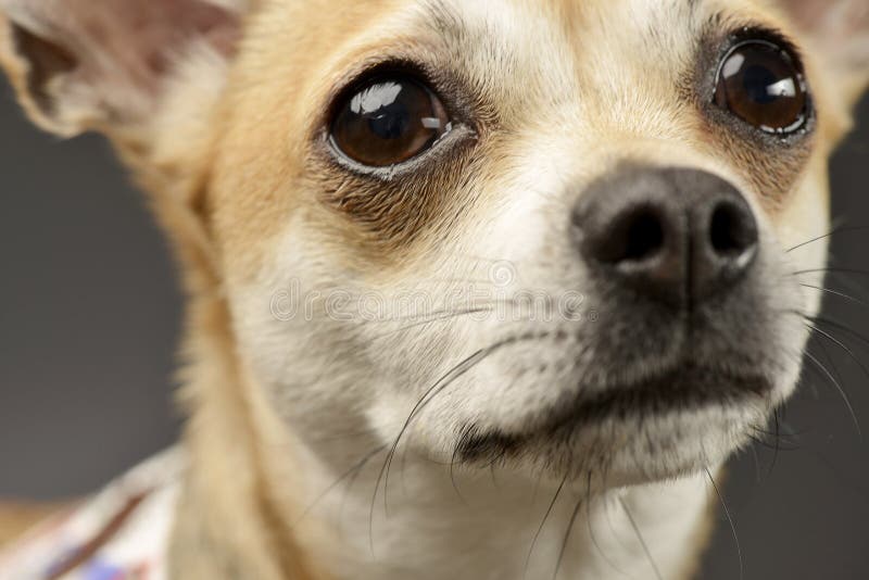 Stående av en förtjusande Chihuahua arkivbilder