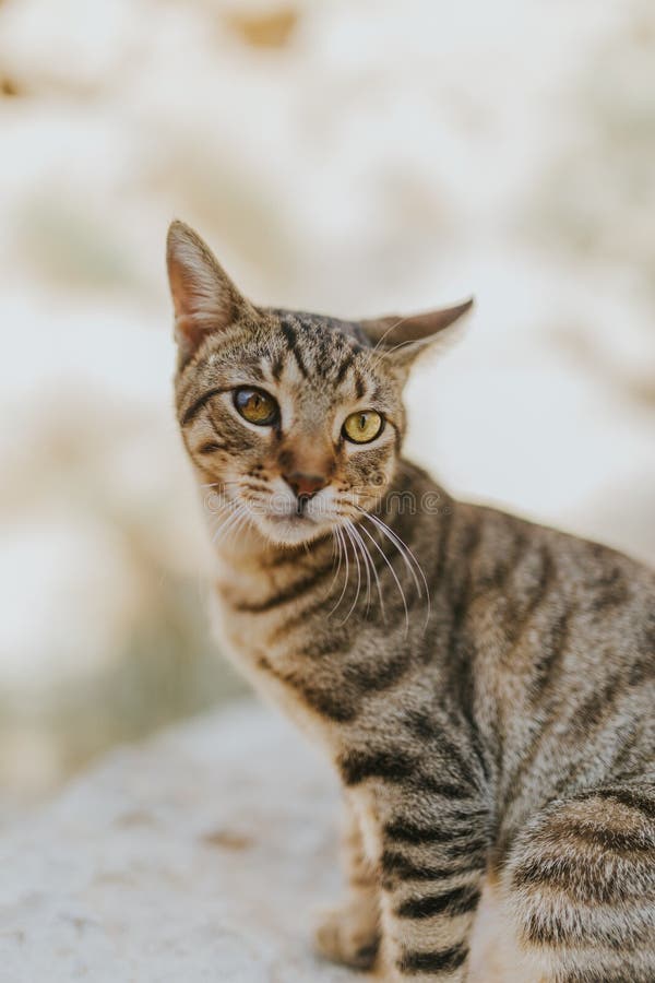 Stående av en gullig förtjusande inhemsk katt med härliga ögon royaltyfri foto Stående av en gullig förtjusande inhemsk katt med härliga ögon royaltyfri foto