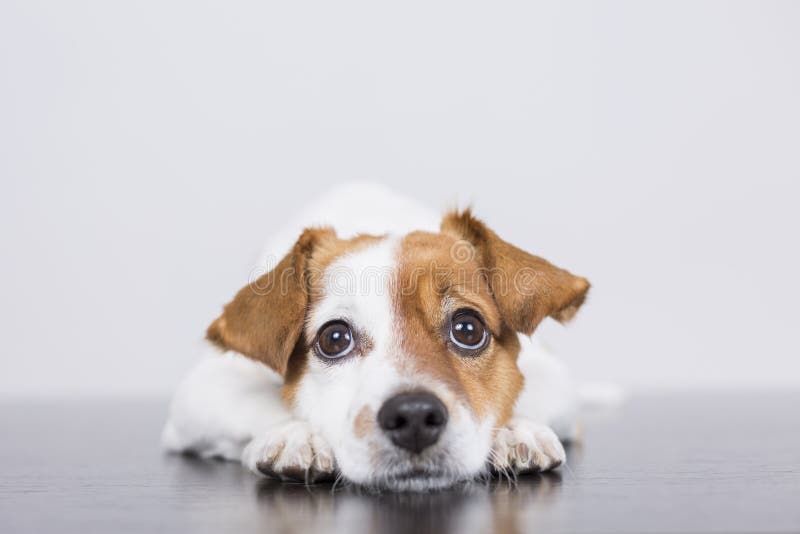 Stående av en gullig ung liten hund som ligger på det vita trägolvet royaltyfria foton