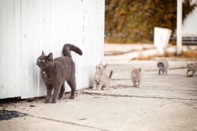 Stående av en härlig grå katt royaltyfria bilder Stående av en härlig grå katt royaltyfria bilder