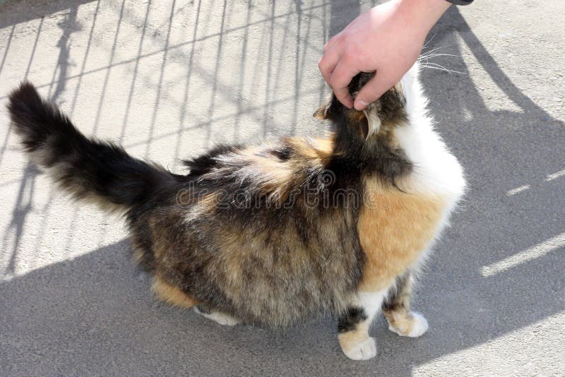 Stående av en härlig tricolor katt som sitter på trottoaren på en solig dag, som handslaglängderna arkivbild Stående av en härlig tricolor katt som sitter på trottoaren på en solig dag, som handslaglängderna arkivbild