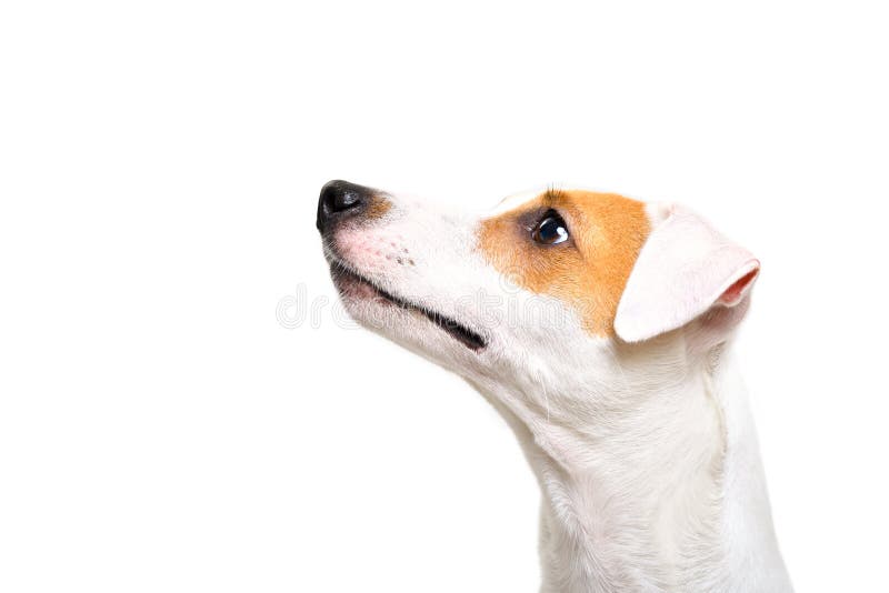 Stående av en Jack Russell Terrier hund som ser upp arkivfoton Stående av en Jack Russell Terrier hund som ser upp arkivfoton