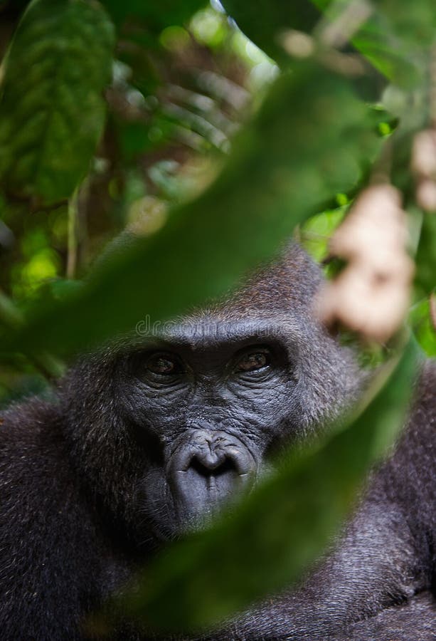 Stående av en kvinnlig av gorillan för västra lågland arkivbild