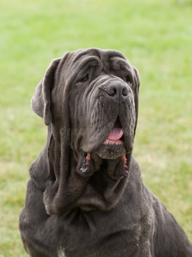 Portrait of a purebred dog Neapolitan Mastiff on a green background. Portrait of a purebred dog Neapolitan Mastiff on a green background