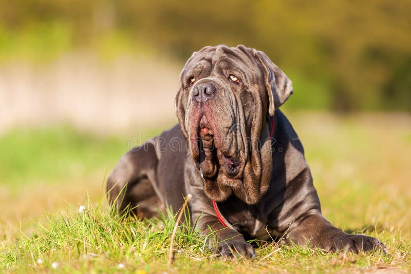 Portrait picture of a Neapolitan Mastiff outdoors. Portrait picture of a Neapolitan Mastiff outdoors