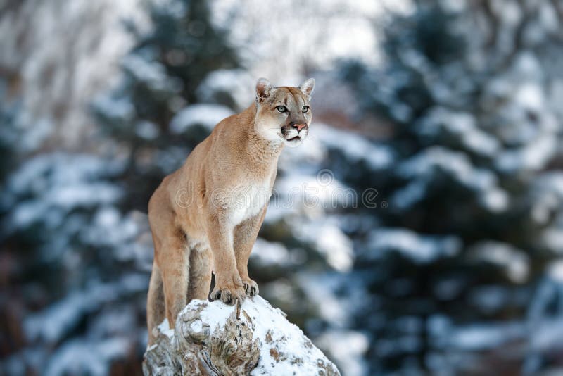 Stående av en puma, puma, kuguar, panter som slår ett p arkivfoton Stående av en puma, puma, kuguar, panter som slår ett p arkivfoton