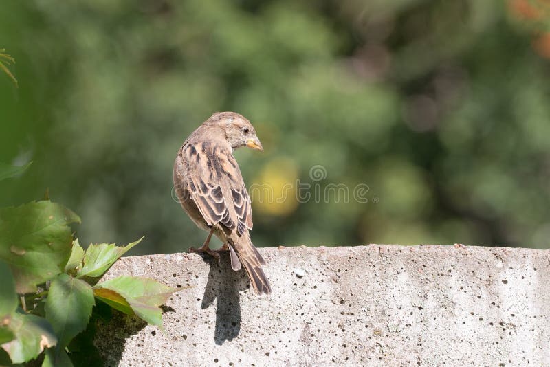 Download Stående av en sparrow arkivfoto. Bild av fjäder, djurliv - 76703602