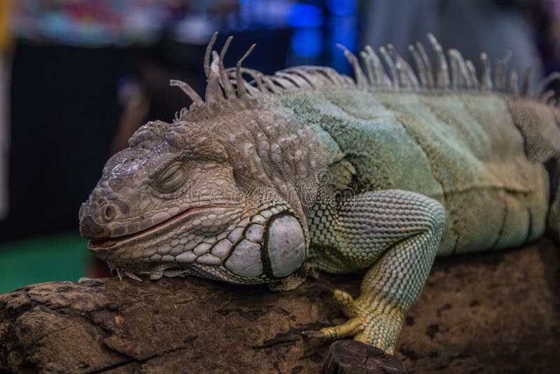 Stående av en stor inThailand för leguan royaltyfri fotografi Stående av en stor inThailand för leguan royaltyfri fotografi