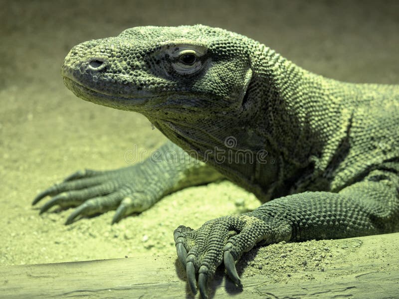 Stående av en stor Komodo drake, Varanuskomodoensis royaltyfria foton Stående av en stor Komodo drake, Varanuskomodoensis royaltyfria foton