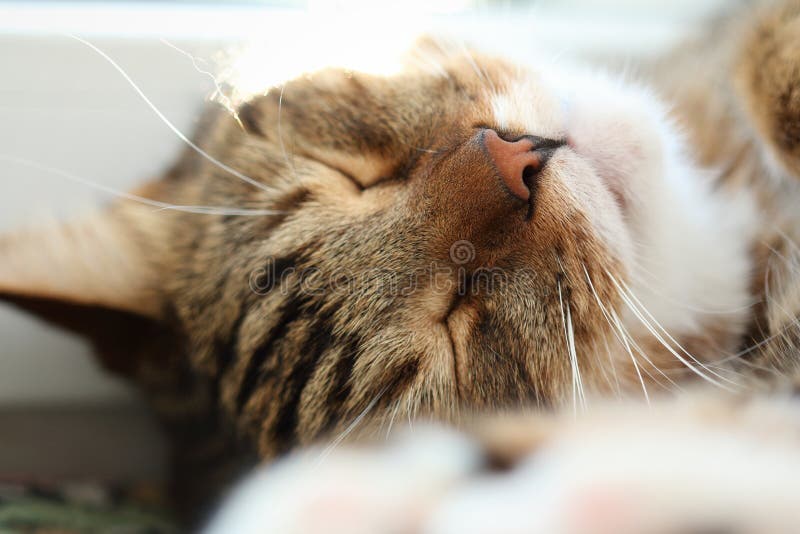 Stående av en sömnig makrillstrimmig kattkatt på morgonen royaltyfria foton Stående av en sömnig makrillstrimmig kattkatt på morgonen royaltyfria foton