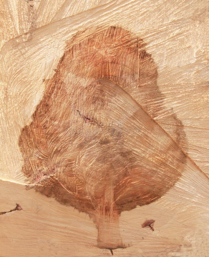 Portrait of a precise geometric image of a tree in a stump of a sawn wood. Portrait of a precise geometric image of a tree in a stump of a sawn wood